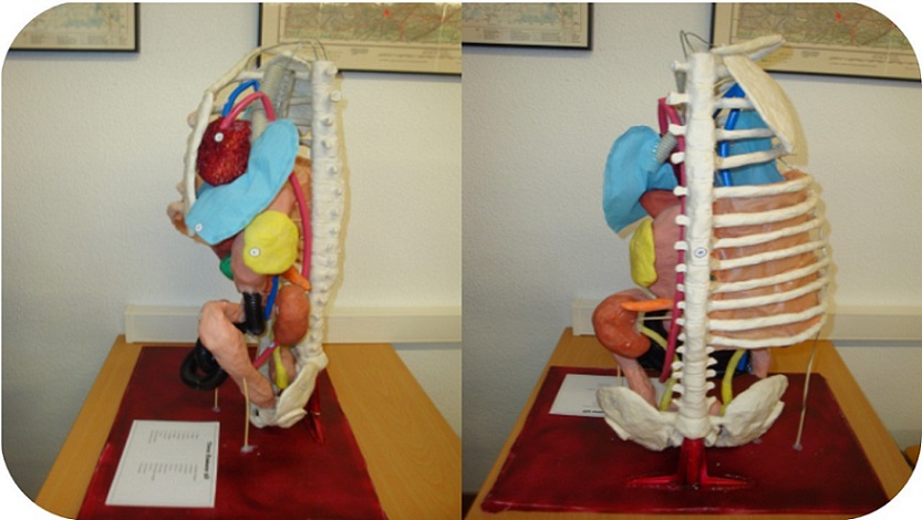 Comparación entre la realización de maquetas y la visualización para mejorar la alfabetización visual en anatomía humana en futuros docentes