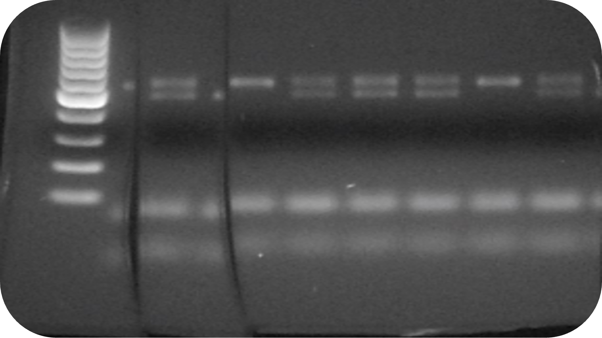 Retos en la implementación del ABP sobre investigación biomédica en Formación Profesional