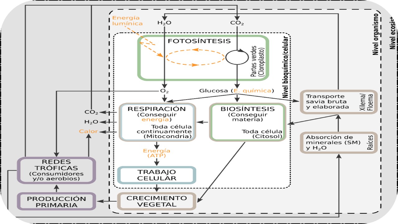 Modelo Científico de la Nutrición Vegetal: análisis epistemológico y propuesta de progresión de aprendizaje